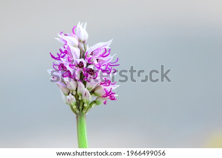 Orchis simia, commonly known as the monkey orchid, is a greyish pink to reddish species of the genus Orchis.It gets its common name from its lobed lip which mimics the general shape of a monkey's body