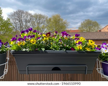 Mixed flowers viola cornuta in vibrant purple and yellow colors in decorative flower pot hanging on a balcony fence, floral spring summer wallpaper background with balcony pansy flowers