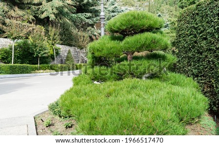 Bonsai in Partenit. Large-leaved ogudnik. Podocarpus Macrophyllus, yew plum, Buddhist pine and fern pine against backdrop of evergreen hedge of Japanese garden in Aivazovsky landscape park.