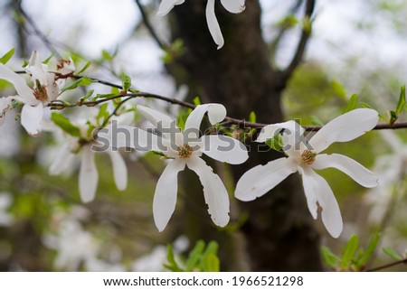 Closeup of white magnolia flowers