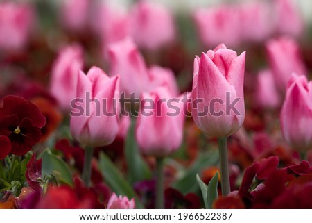 colorful fresh pink tulips in a bed of spring flowers blurred background