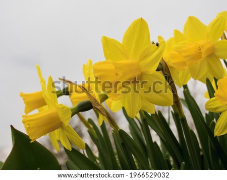 Yellow daffodils blooming in the garden in early spring. Diagonal composition, white background. Daffodils with joyful yellow color symbolize spring, new beginnings and rebirth. 