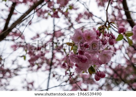 Branch of Prunus serrulata, pink flower japanese sakura