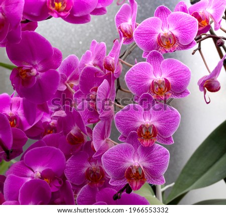 light purple orchid background with a wet glass in the greenhouse