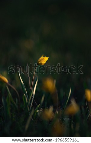 yellow tulips on a green background