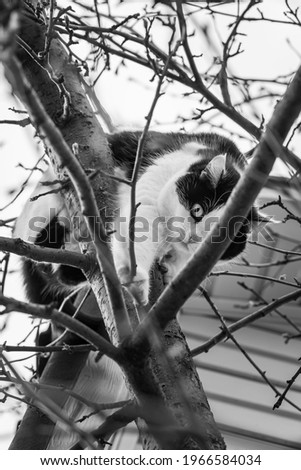 A beautiful adult young black and white cat with big eyes scrambles on a tree in the garden in spring. Vertical