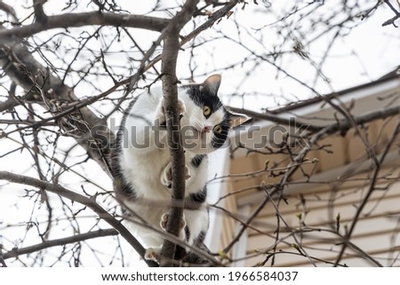 A beautiful adult young black and white cat with big yellow eyes scrambles on a tree in the garden in autumn
