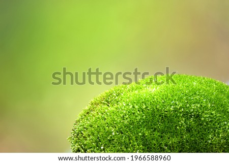 Natural background. Green moss close-up with Large Depth of Field (DOF). With drops of water and pieces of ice. Macro view. High resolution photo. Full depth of field.
