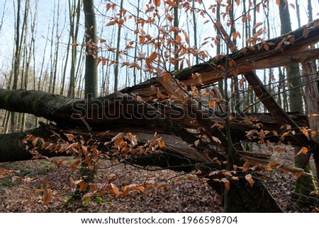 view of an injured tree trunk