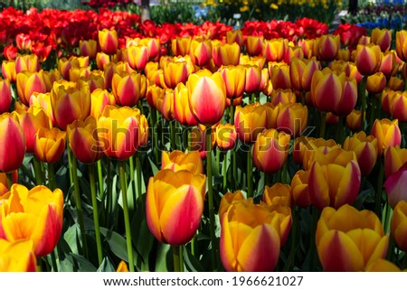 A close up of many colorful tulips and other flowers