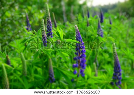 Beautiful blooming blue Lupin flowers on green background. Stock Image