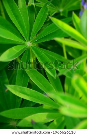 Young leaves of lupine. Stock Photo