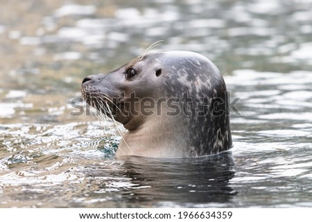 Common seal in the water with visible ear opening. Close-up portrait of the cute harbor seal (Phoca vitulina), side view. Royalty-Free Stock Photo #1966634359