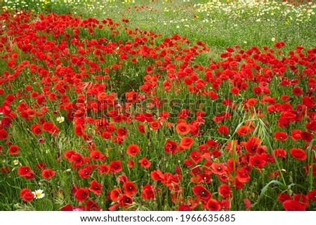 Beautiful meadow of wild poppies. Spring background of poppies. Benisa, alicante, Spain