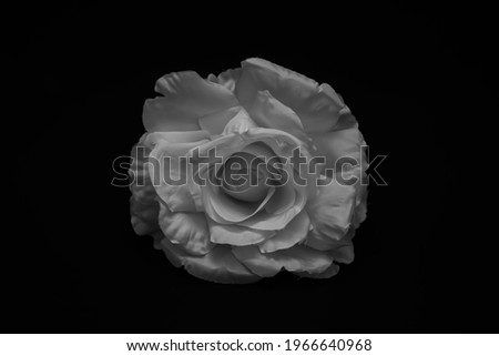 Isolated white rose on a black background.