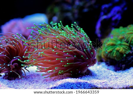 Colorful Euphyllia glabrescens AKA Euphyllia Torch in closeup scene in reef tank Royalty-Free Stock Photo #1966643359