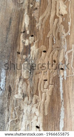 Picture of old planks that have been abandoned, termites nest on the planks.  Used for background