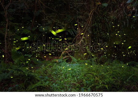 A large swarm of fireflies flying around at night in the mountains