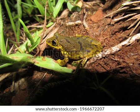 Brazilian frog of Cerrado and Atlantic Forest