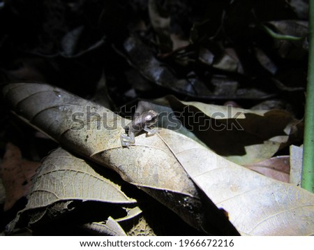 Brazilian frog of Cerrado and Atlantic Forest