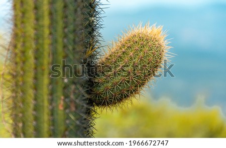 Close-up photo of a cactus captured in the Pedra do Cachorro reserve - Interior of Pernambuco