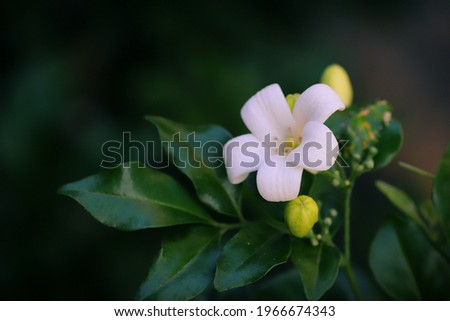 Night Blooming Jasmine with leaves and bokeh background