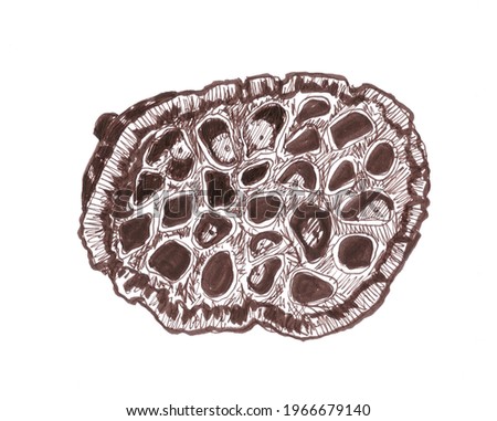Dry Lotus Pod with seeds, graphic monochrome drawing. Botanical sketch.