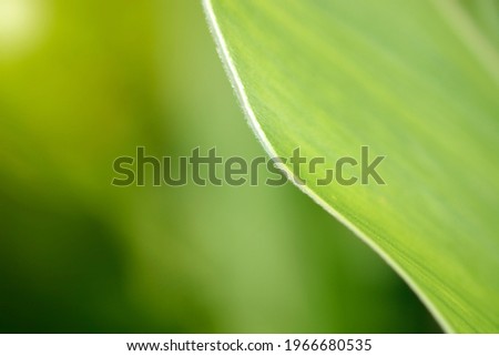 The green background obtained from the leaf photography has been slightly colored for beauty, perfect for commercial advertising.