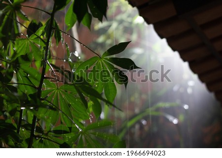 Rainy night with green plants at home. Green leaves of plants with cozy rain at home.