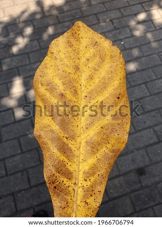 autumn leaves with a background.