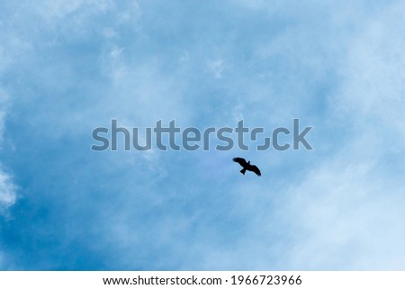 eagle in sky against blue skies