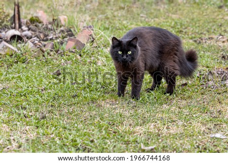 The beautiful adult young black cat with big green eyes is on the grass in the garden