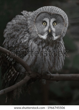 Portrait of Great grey owl