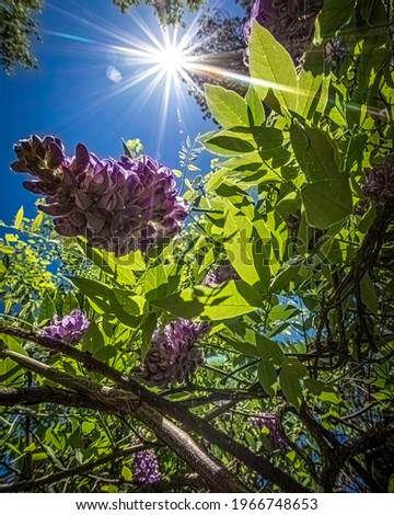Unusual view from inside of a wisteria (Wisteria sinensis) vine with sunburst against a blue sky.
