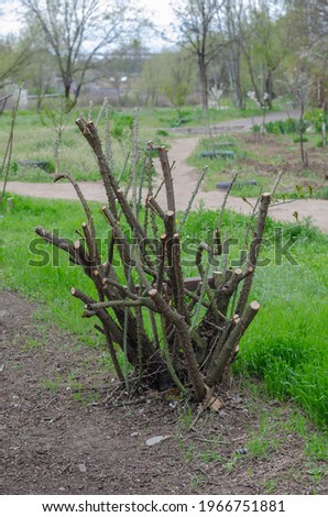 Spring briar bush with trimmed branches. A large bush with prickly branches without leaves. Gardening.