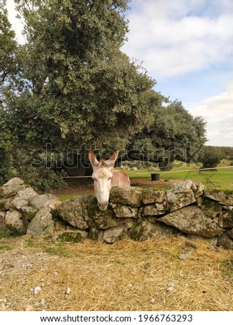 little donkey looking over stone wall