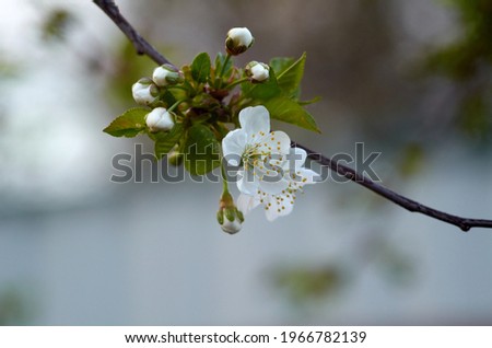 Photo of cherry blossom in May blured background