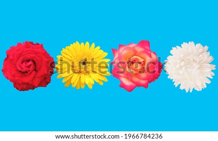 Made design composition with floral collection isolated on blue background, stock photo, flat lay, top veiw, summer plant