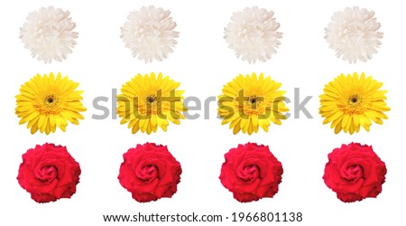 Made design composition with floral collection set isolated on white background, stock photo, flat lay, top veiw, summer plant, flowers