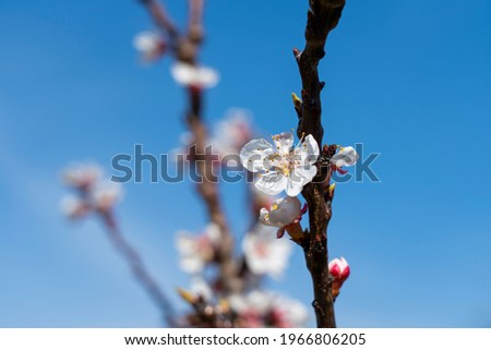 Blooming peach (Latin: Prunus persica) in spring. Beautiful white-pink flowers. Blue sky in the background. Close up photo.
