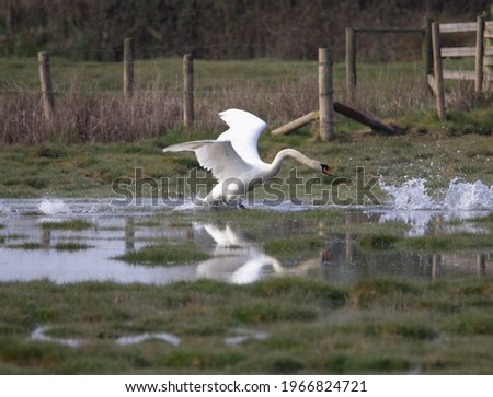 a male Mute Swan (Cygnus olor) taking flight from a flooded field with a fence in the background and reflection in the water