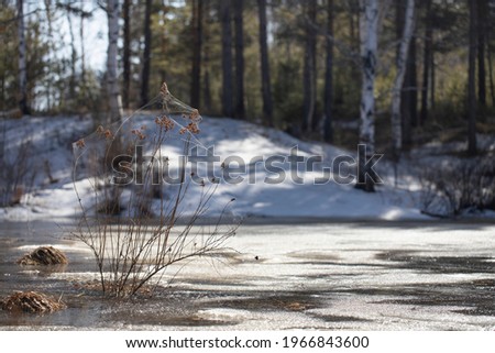 A shrub in the middle of an icy lake, braided by spider webs on a sunny day against a forest snowy background. Spring thaws on a pond in a natural environment.