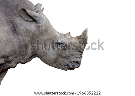 Isolated and close-up Rhino's head, side view or profile of grey Rhino on white background.