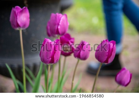 Closeup of vibrant tulips in natural sunlight and with copy space. Selective focus, beautiful Springtime image.