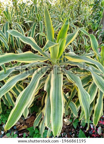 Dracaena fragrans (cornstalk dracaena, striped dracaena, compact dracaena, or corn plant) plants in the park