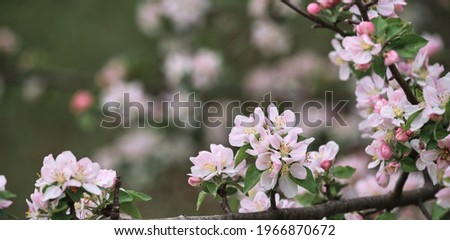 Flowers are blooming on tree branch. Blooming apple tree close up and delicate creamy blurred background. Long horizontal banner for your text or ad. Japanese cherry blossom.