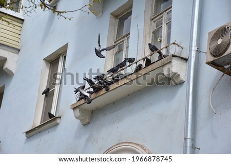 a flock of pigeons on the balcony of the house