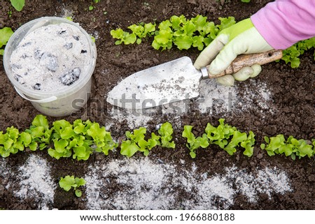 Gardener hand sprinkling wood burn ash from small garden shovel between lettuce herbs for non-toxic organic insect repellent on salad in vegetable garden, dehydrating insects. Royalty-Free Stock Photo #1966880188