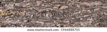 brown pine bark with a visible texture