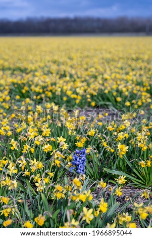 Beautiful daffodil field with one purple hyacinth flower in the Netherlands, vertical